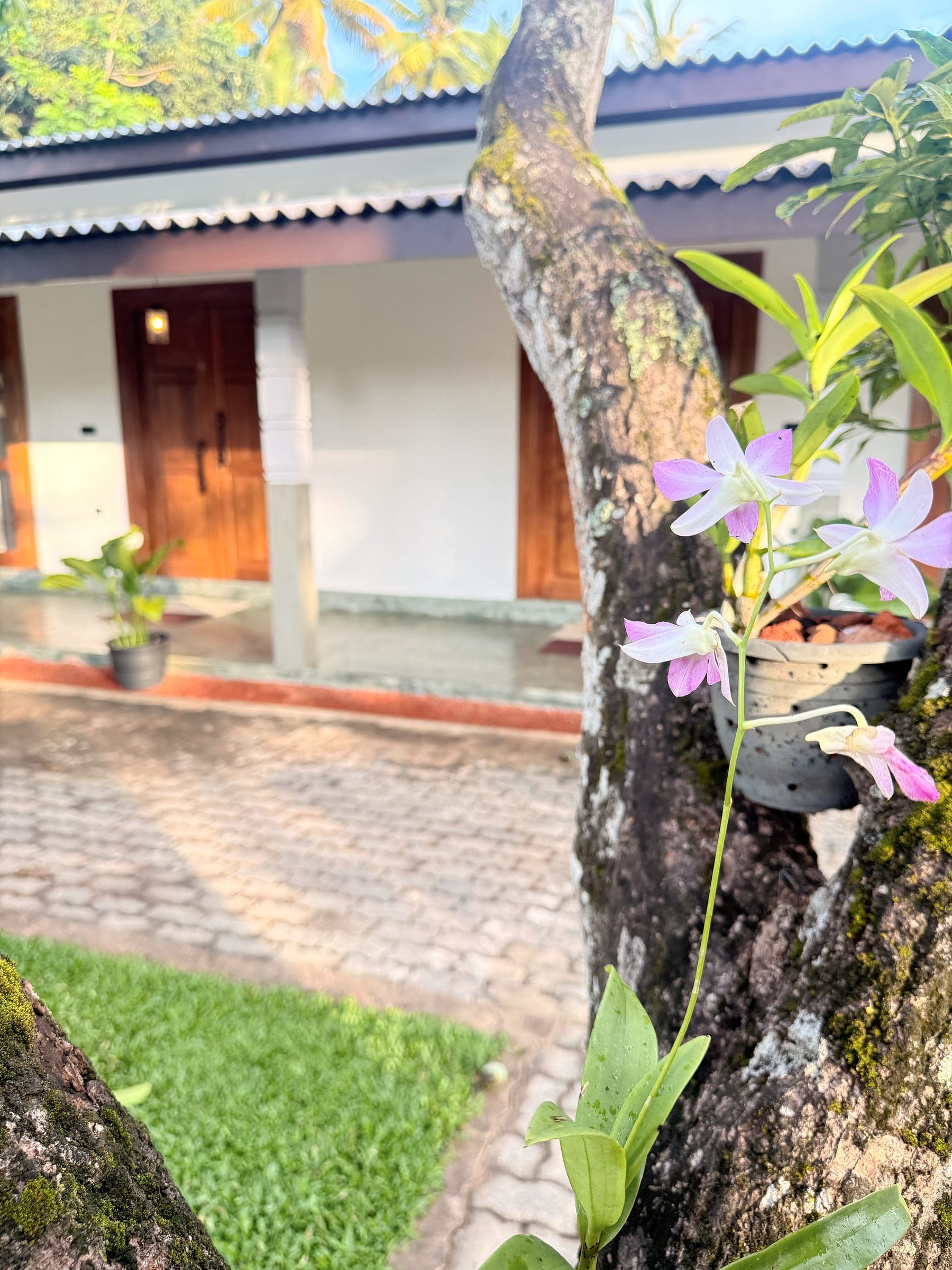 Pink orchid growing on a mango tree, the veranda behind